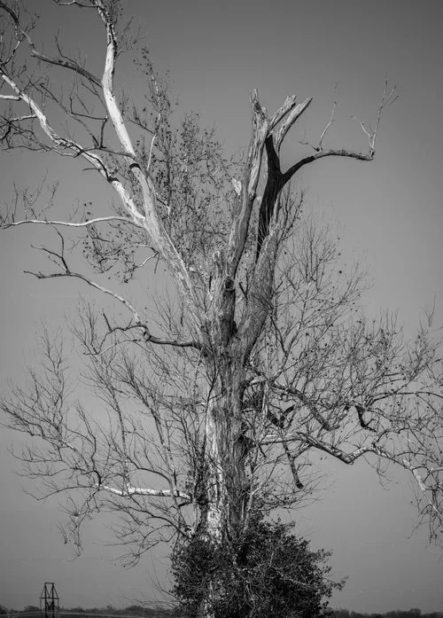 25 - Michael Daft - Sentinel Tree Near Alton, IL
