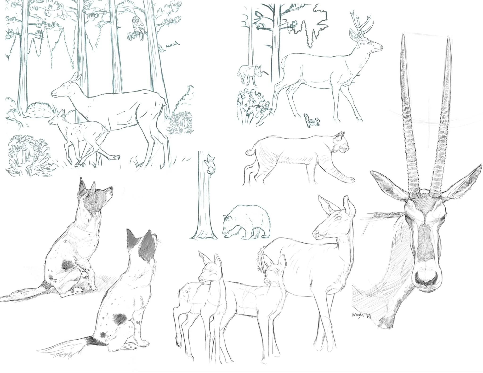 Intro to Drawing: Animals, Jan 9 - Feb 20, 2025 — St. Louis