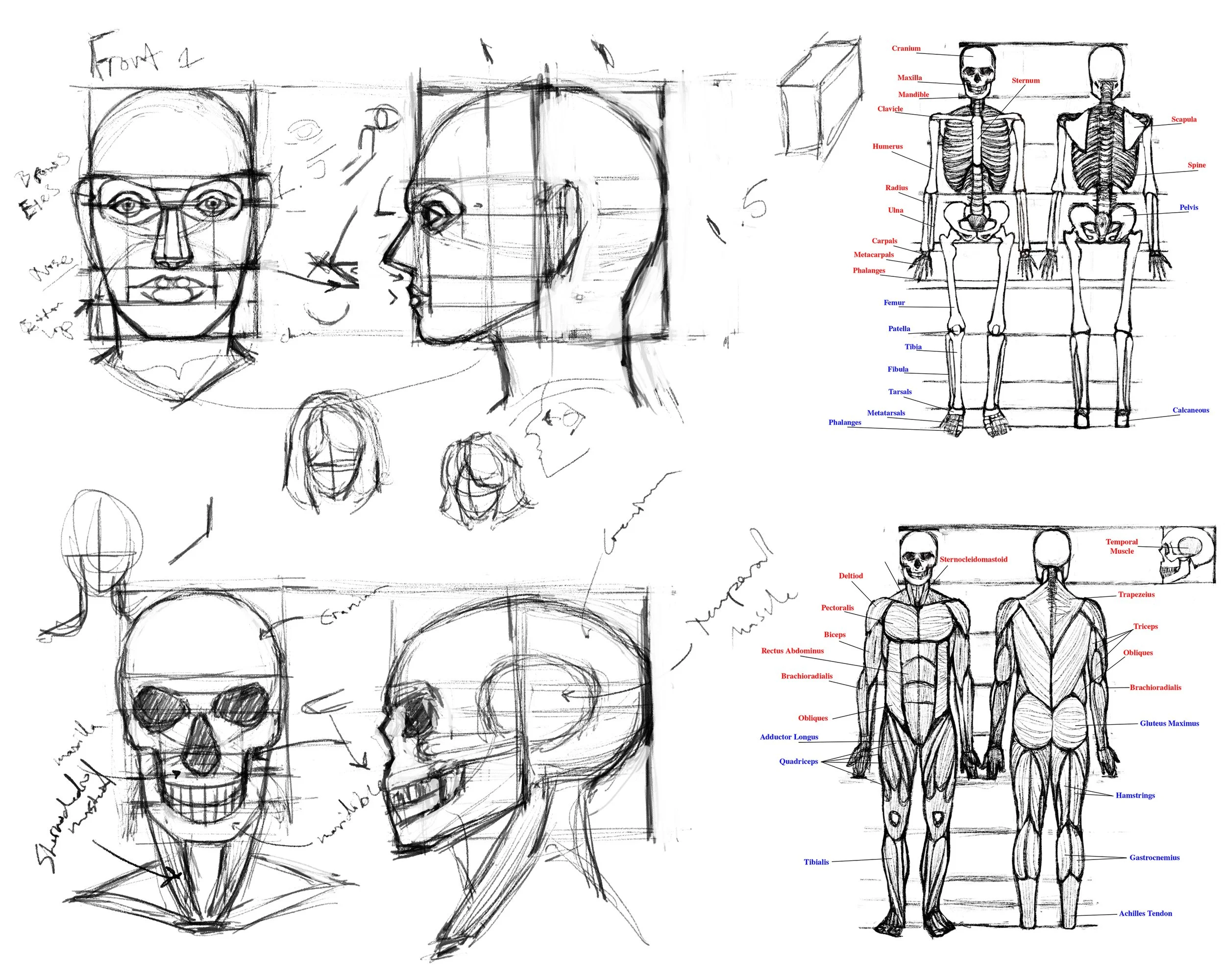 Anatomy for Artists - Beginner to Advanced, January 12 - March 2, 2026