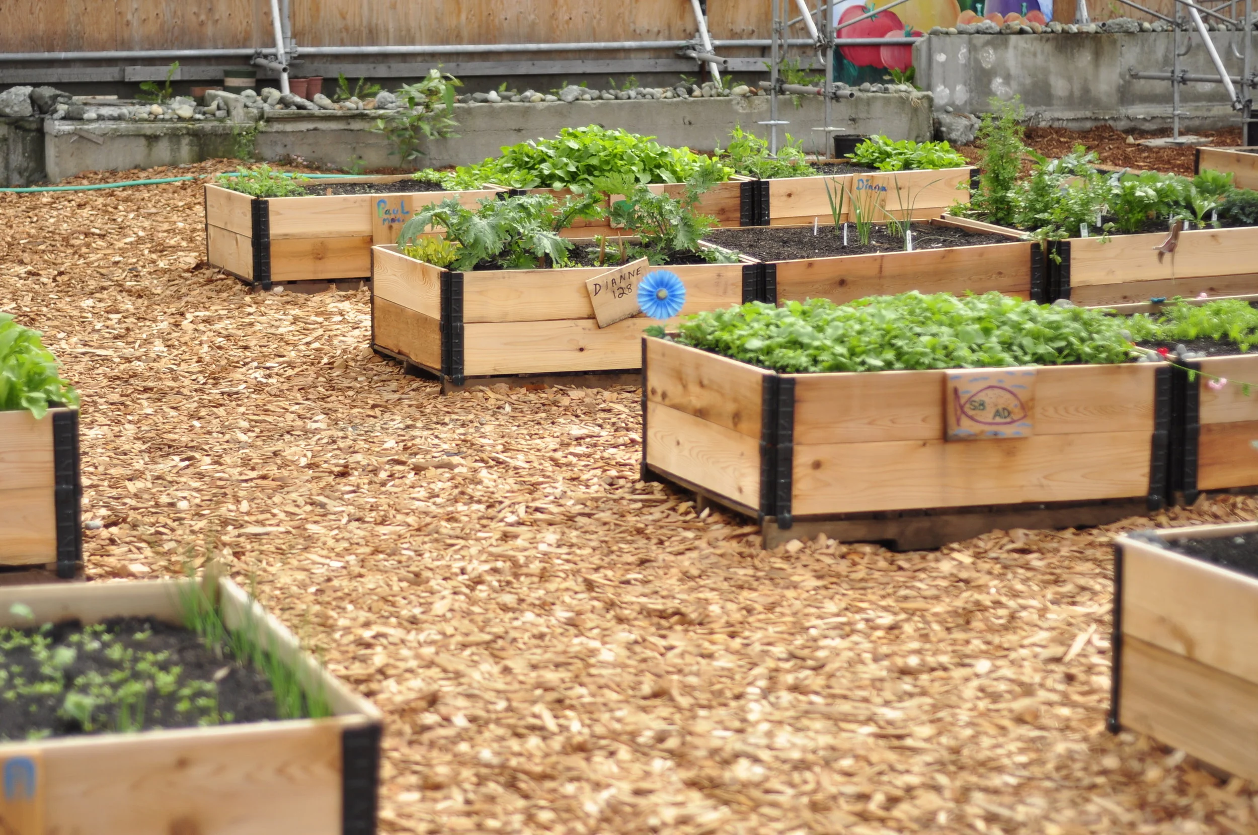 Raised Garden Beds for Summer Gardening!