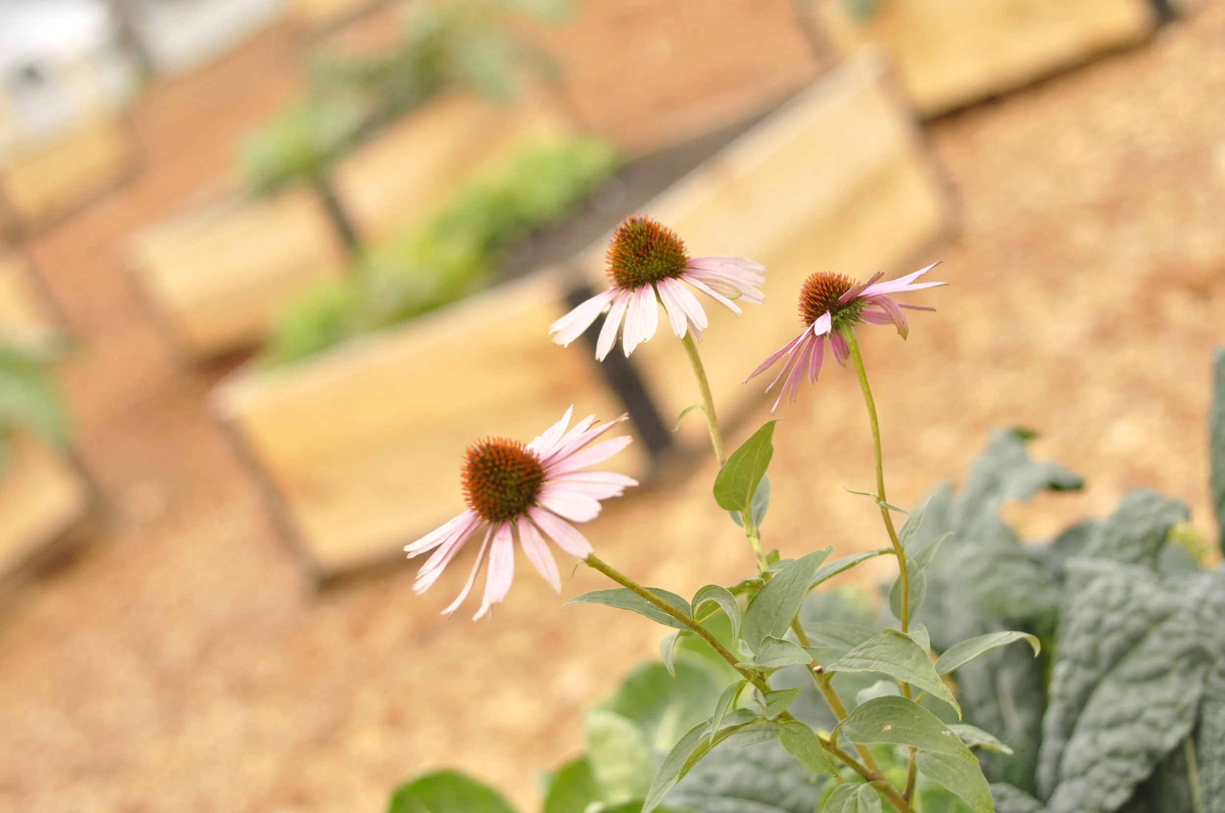 Summer Break at the Cambie Garden