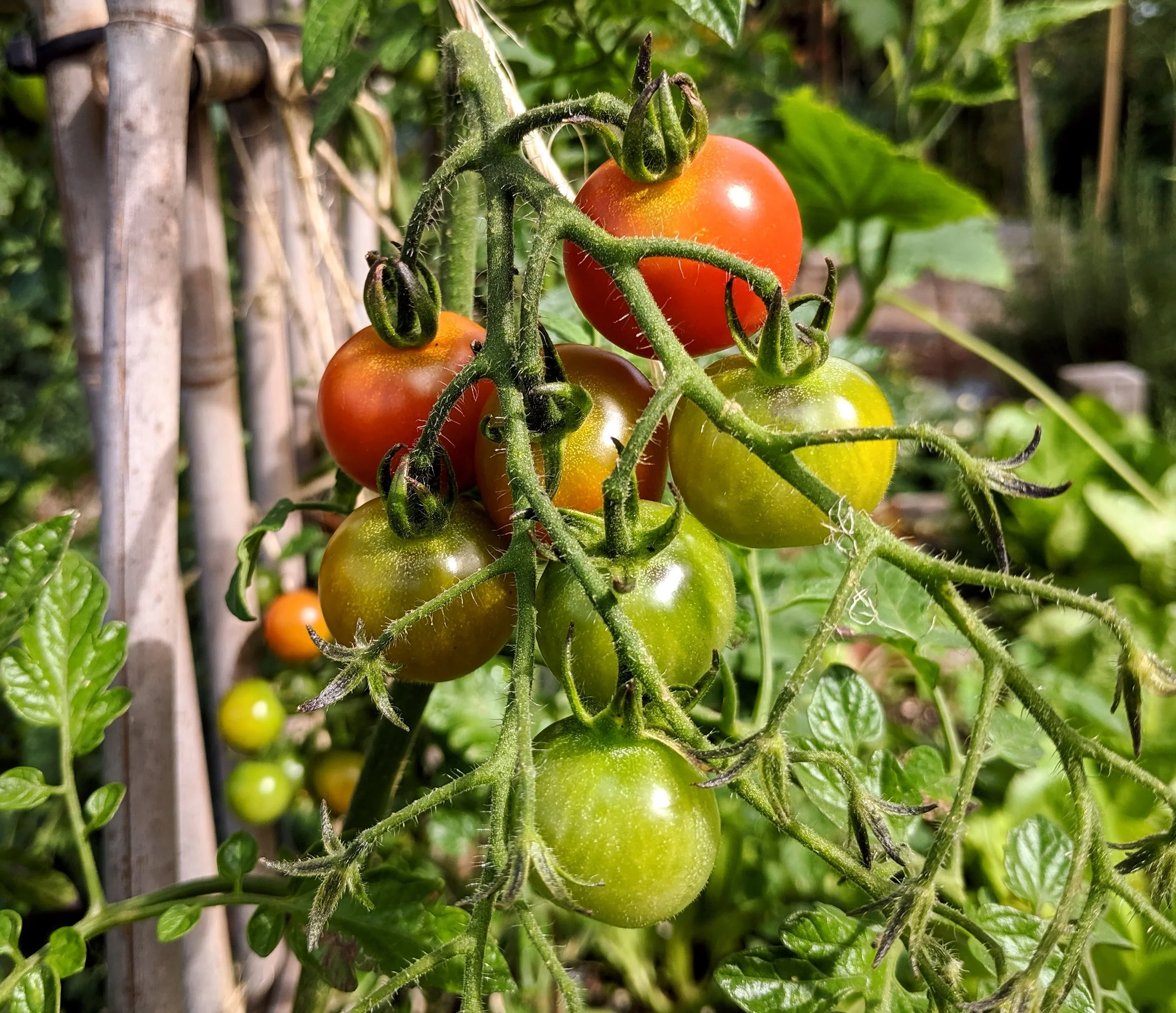 Planting your fall garden