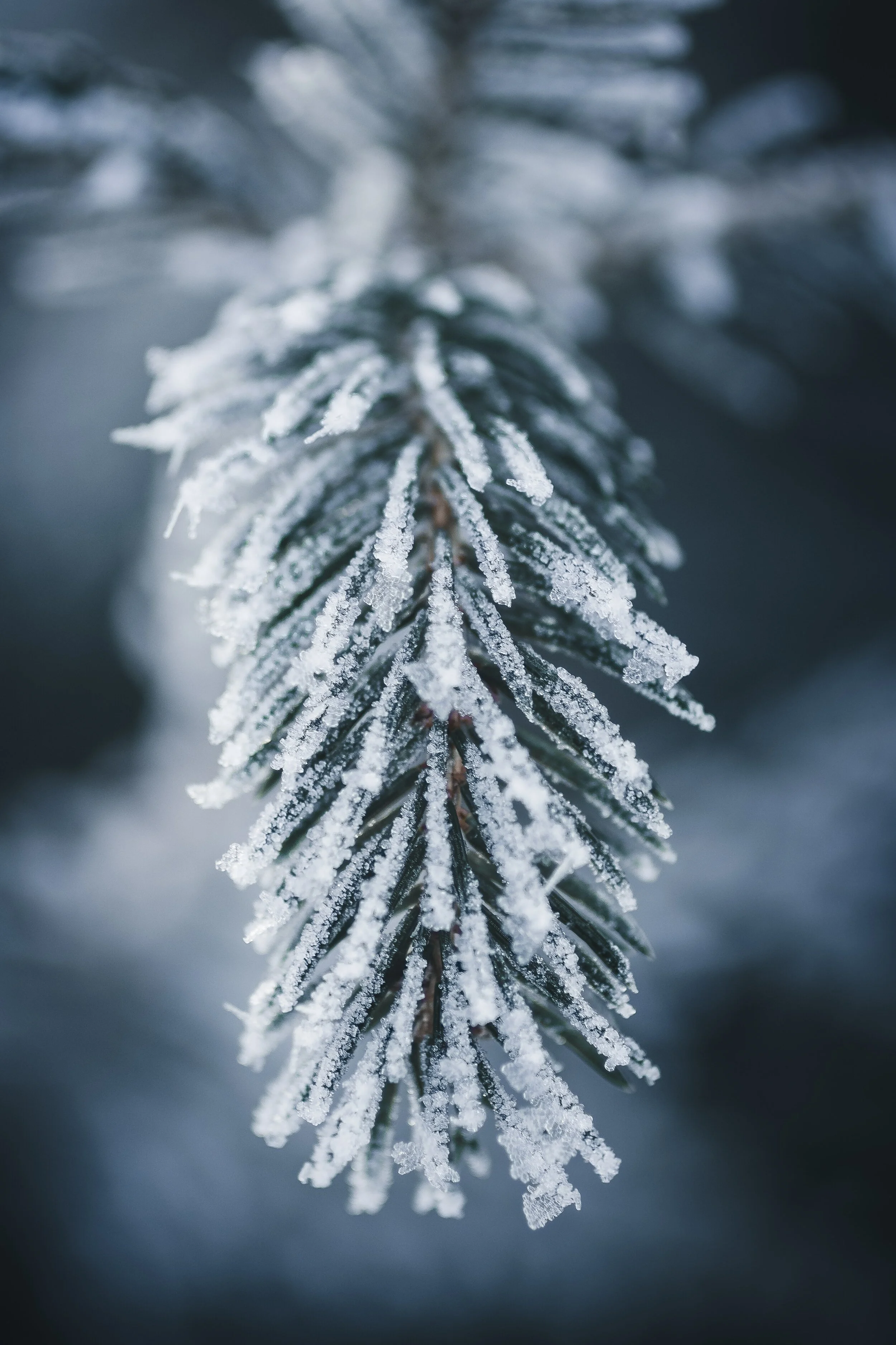 Let it Snow