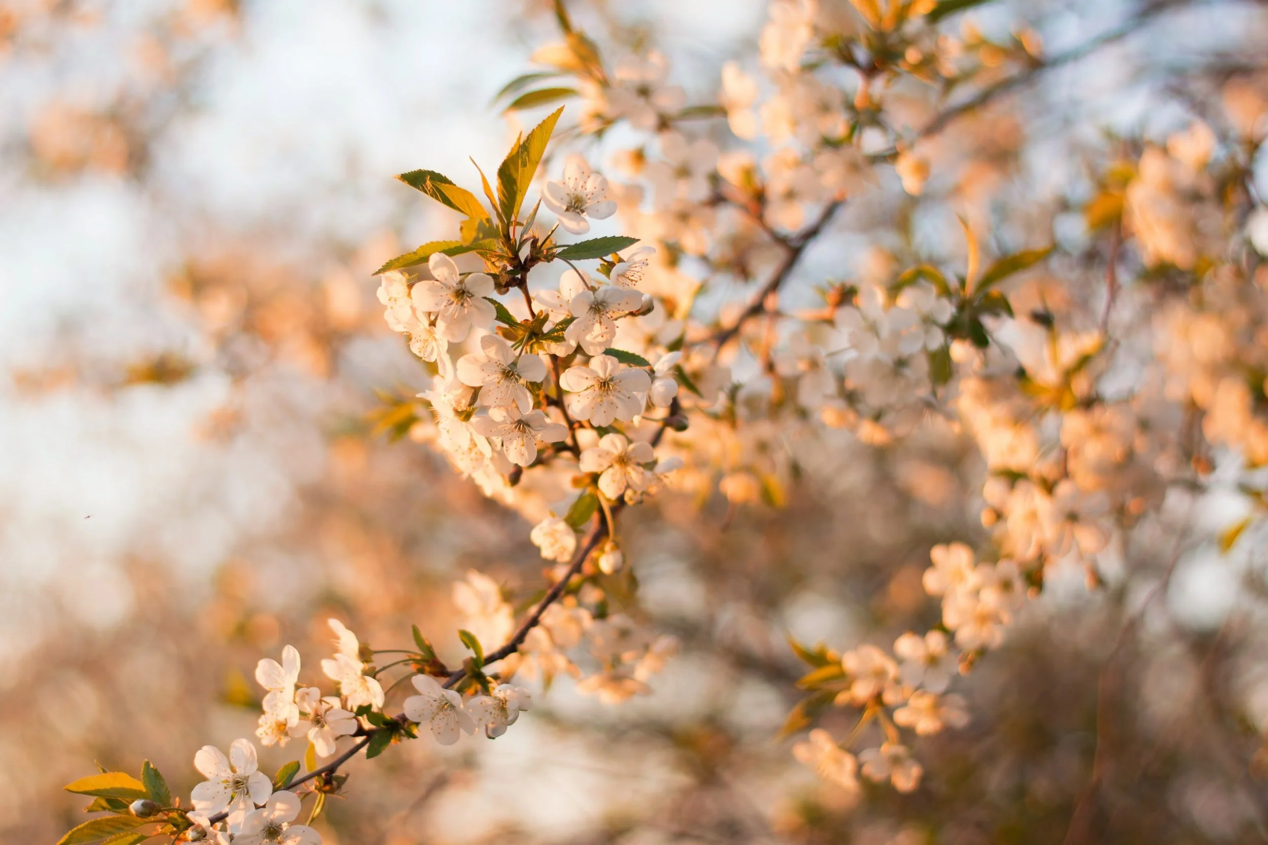April Updates from Cambie and 59th