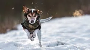 Tips For Keeping Your Dogs Body Warm During Winter