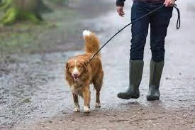 Making the Most of Dog Walks on Rainy Days