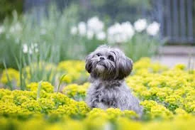 Dogs & Blooms