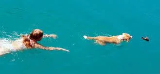 Make a Splash with Your Dog!
