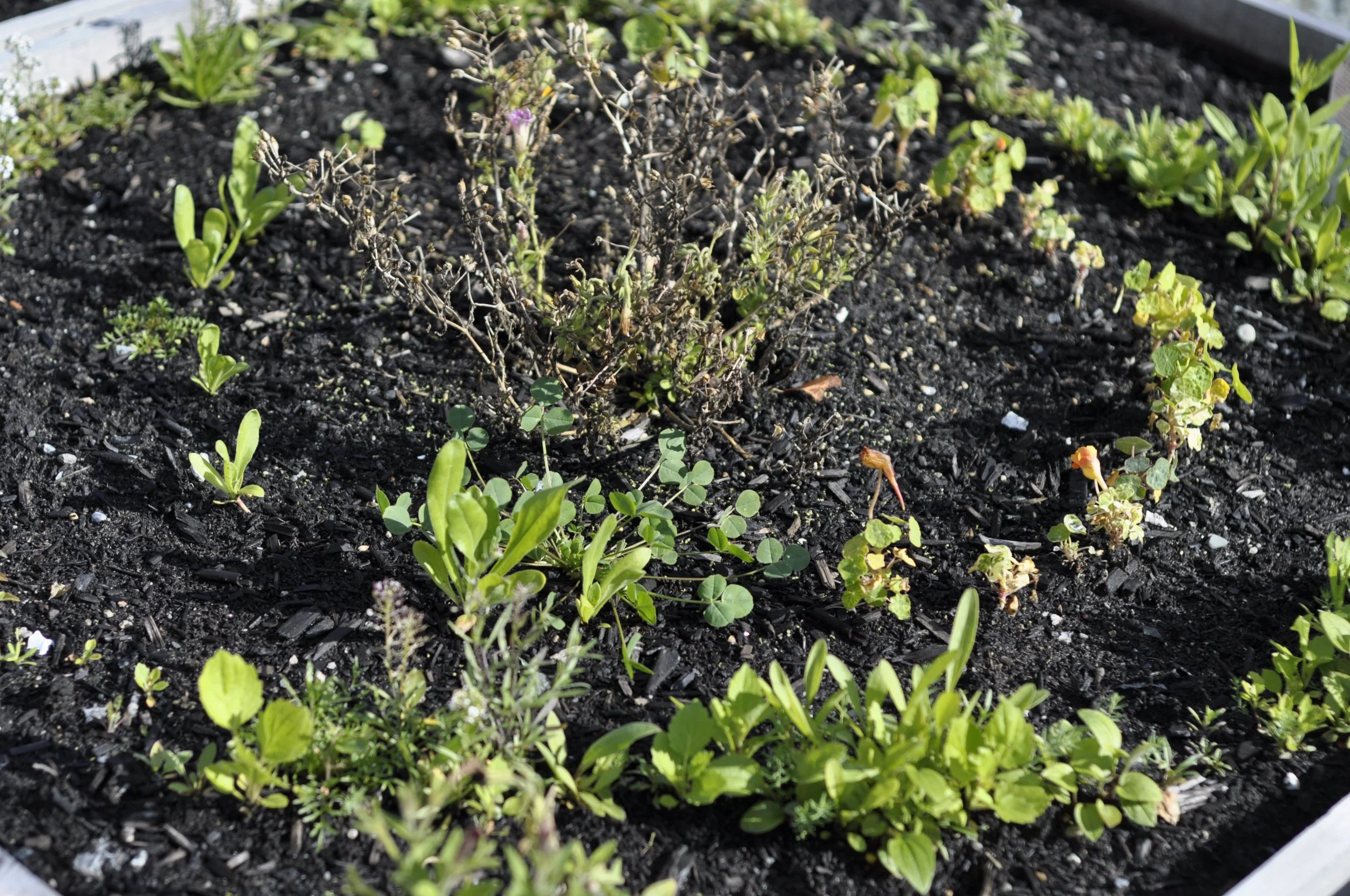 Temporary Growing Space