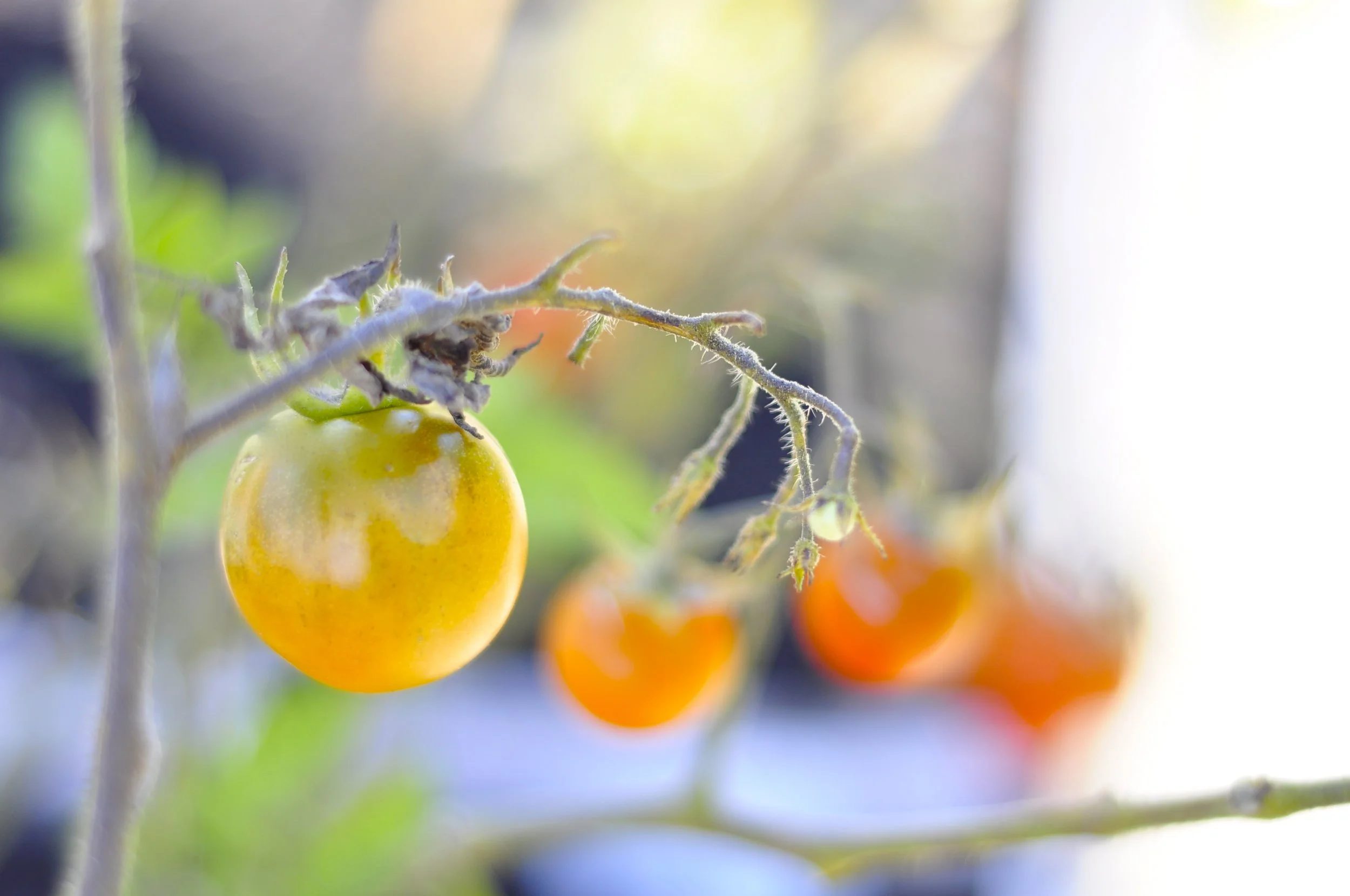 New Community Garden!