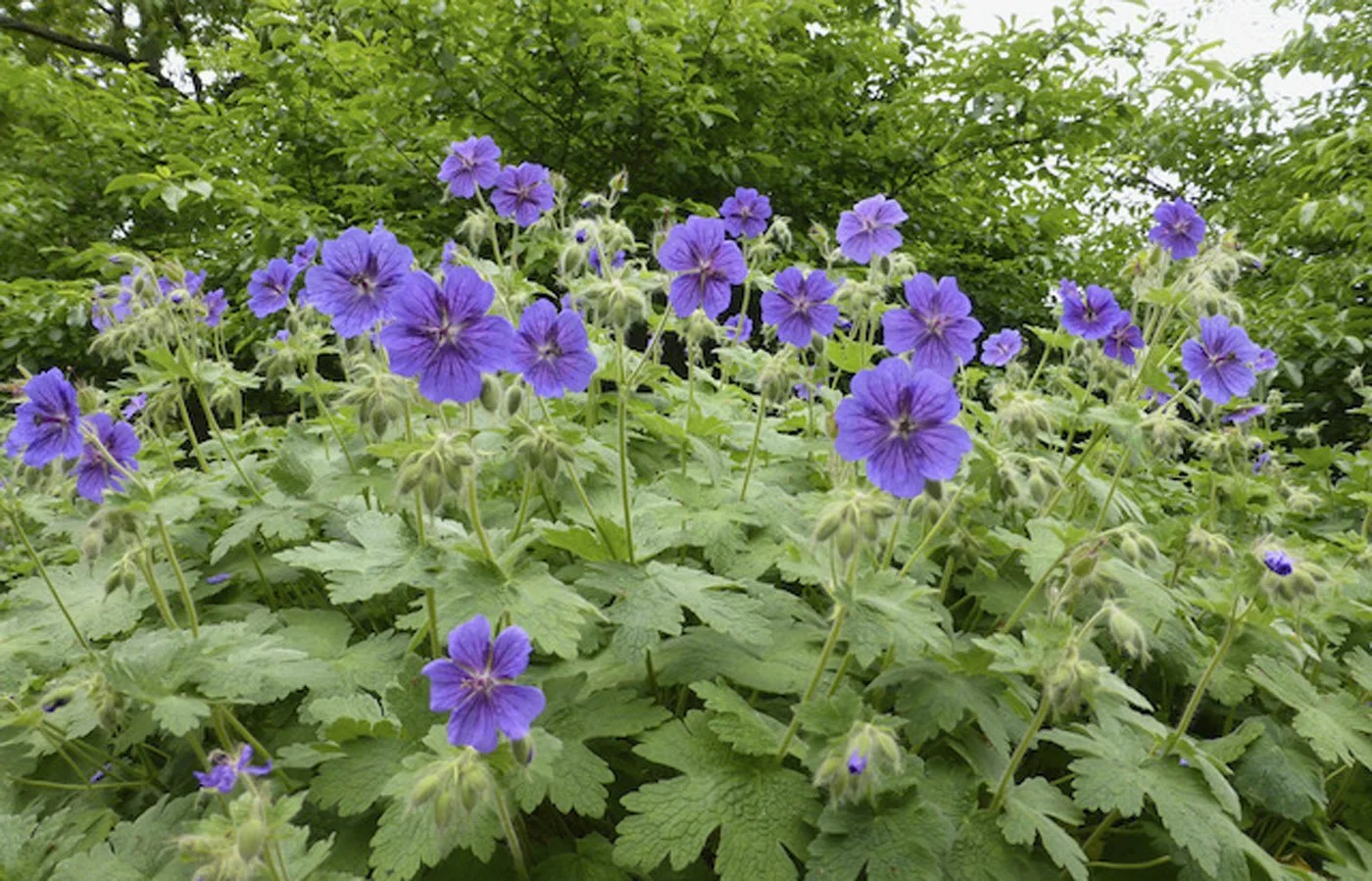 June @ The Kingsway Garden!
