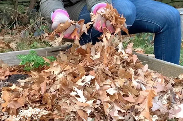 November @ The Alma Garden!