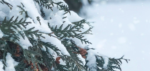 December @ The Granville Garden!