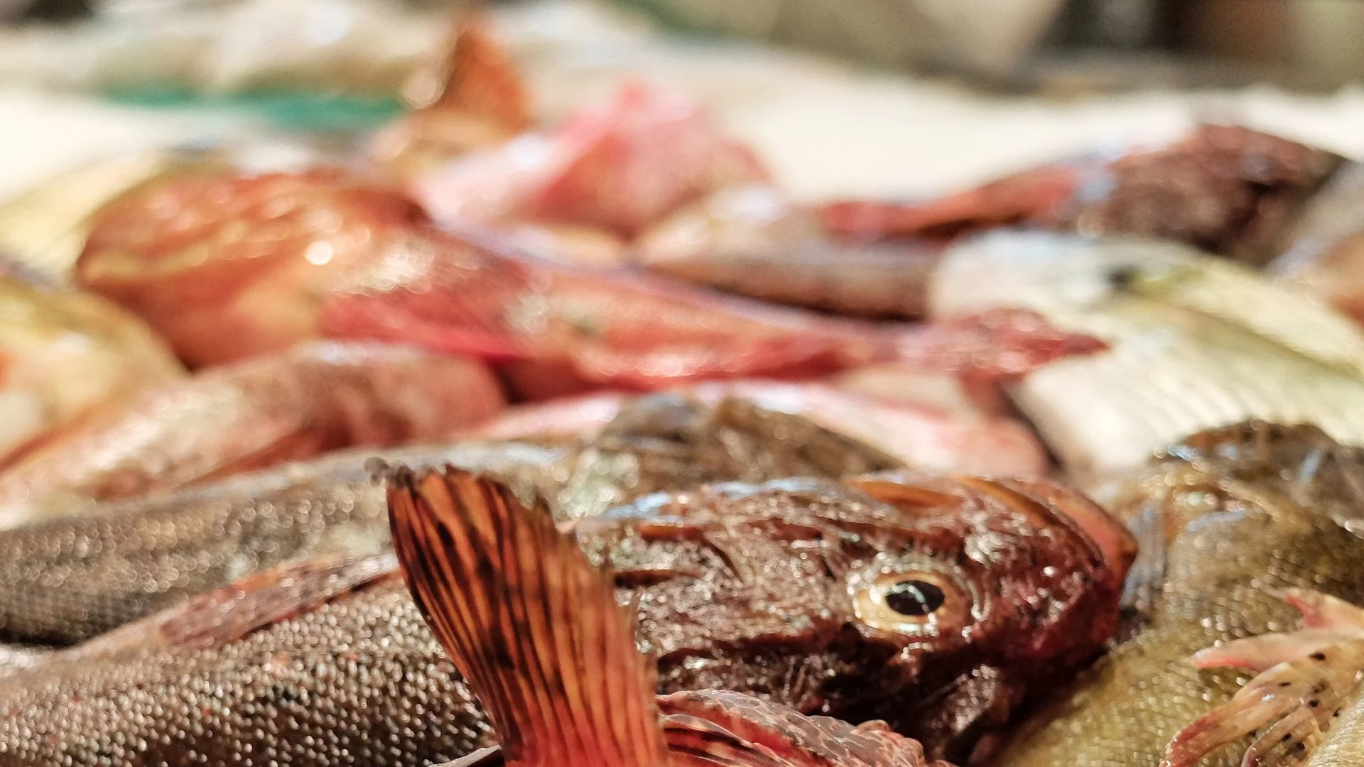 mallorca-mercado-gastronomico-olivar.jpg