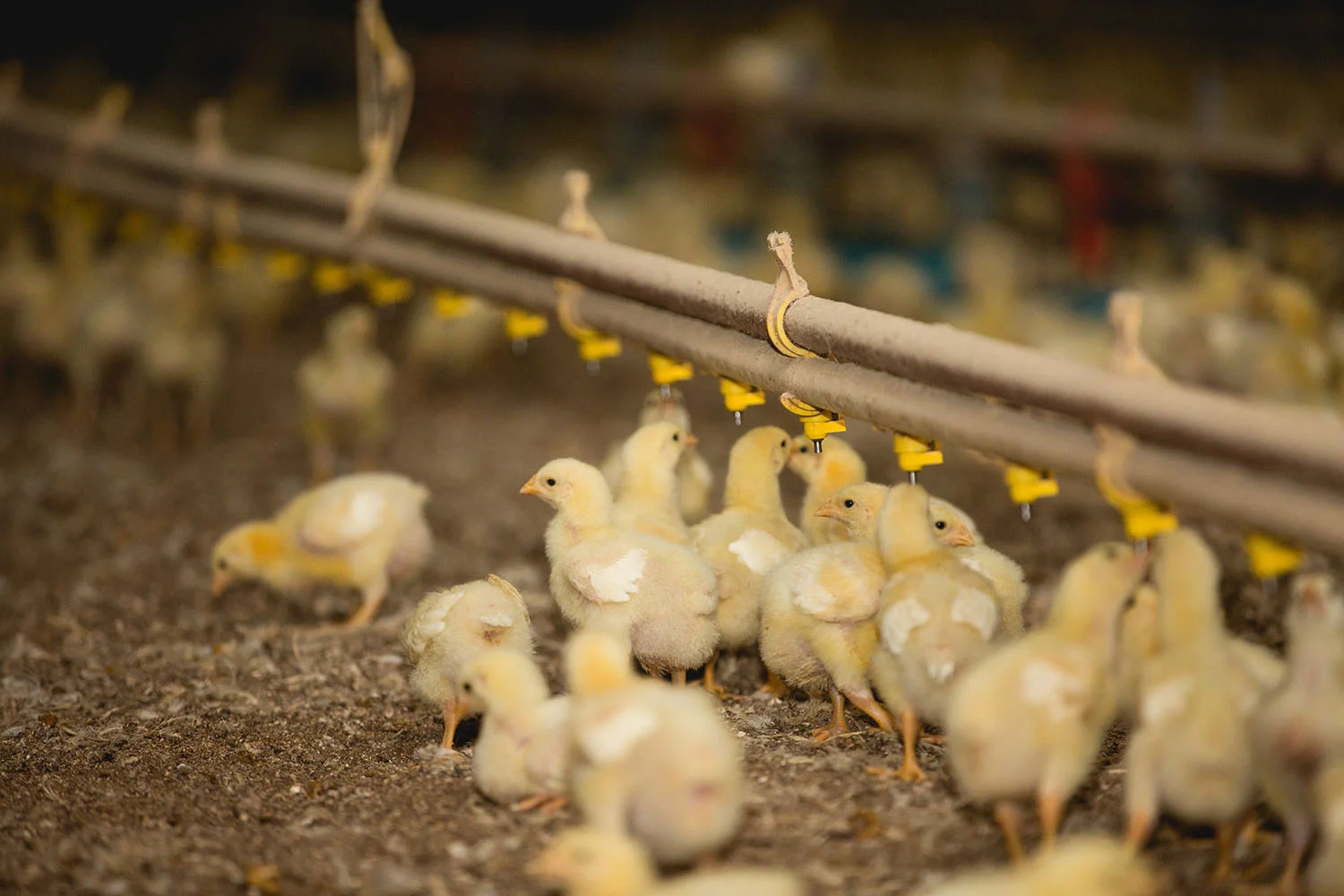 Chickens like to do four things: eat, drink, play around/flock together and rest. In today’s barns, they have plenty of room to do all of those things.