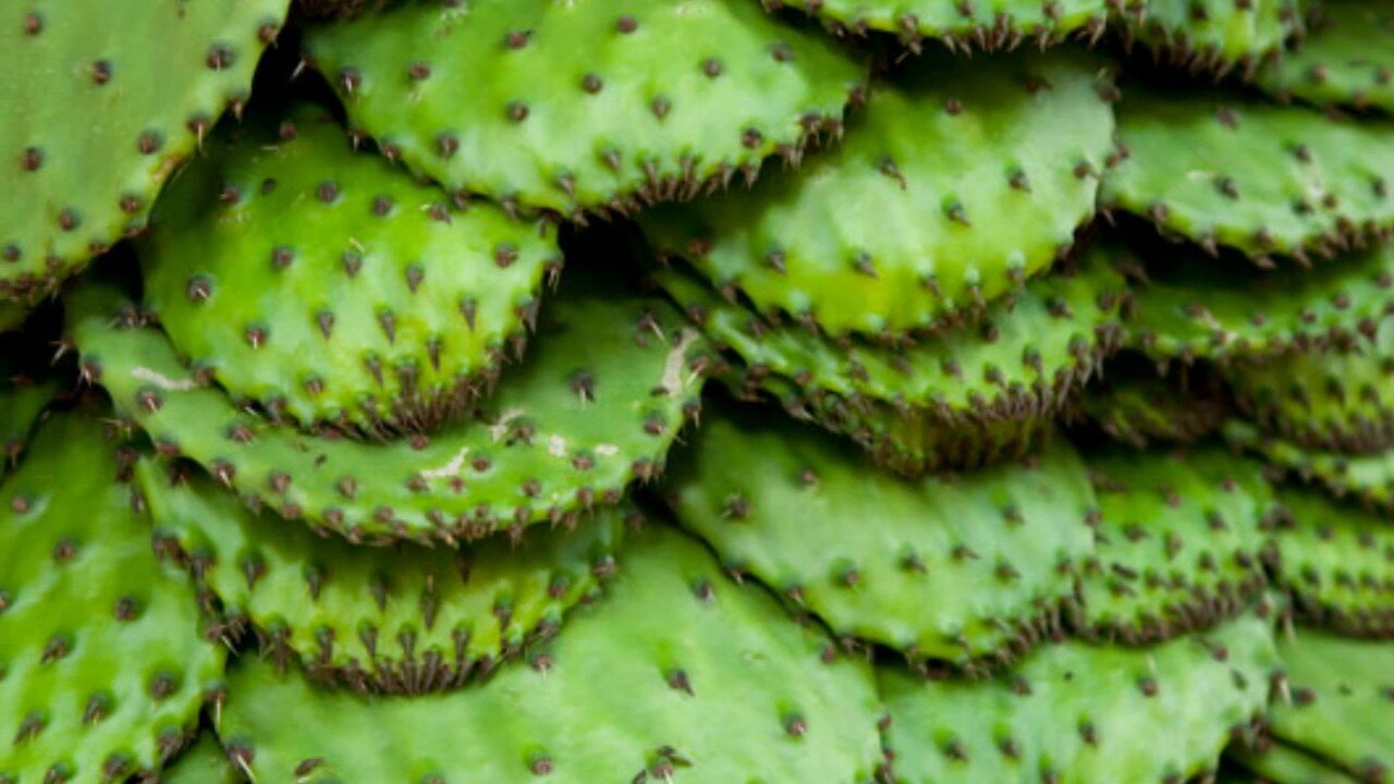 add nopal.jpg