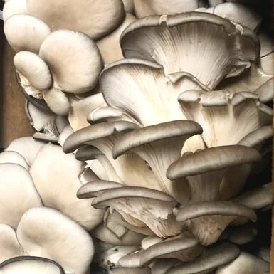 oyster+mushrooms.jpg