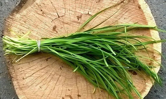 garlic chives.jpg