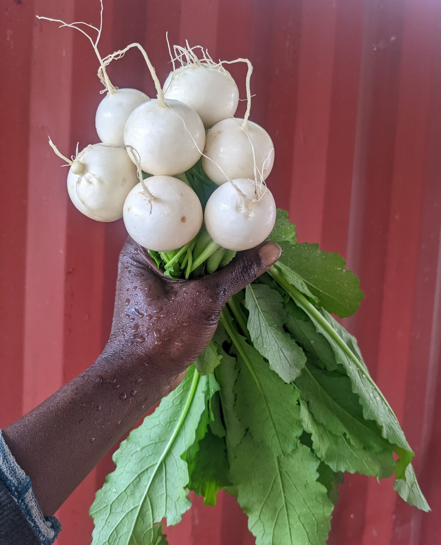 New arrivals for this week's Farm Shop are in! This week's basket includes—
▪️ 1 Head of Lettuce
▪️ 1 Bunch of Hakurei Turnips
▪️ 1 Bunch of Kale
▪️ 2 lb of Sweet Potatoes
▪️ 1 Bundle of Carrots
▪️ 1 Bunch of Green Onions
▪