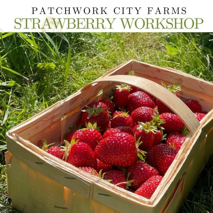 Spaces are filling up fast for the Strawberry Worksop, and we're halfway sold out of tickets! The workshop will take place on Sunday, Dec 4, 2022, from 12 pm-2 pm at Patchwork City Farms. Learn about growing strawberries and setting up your family's 