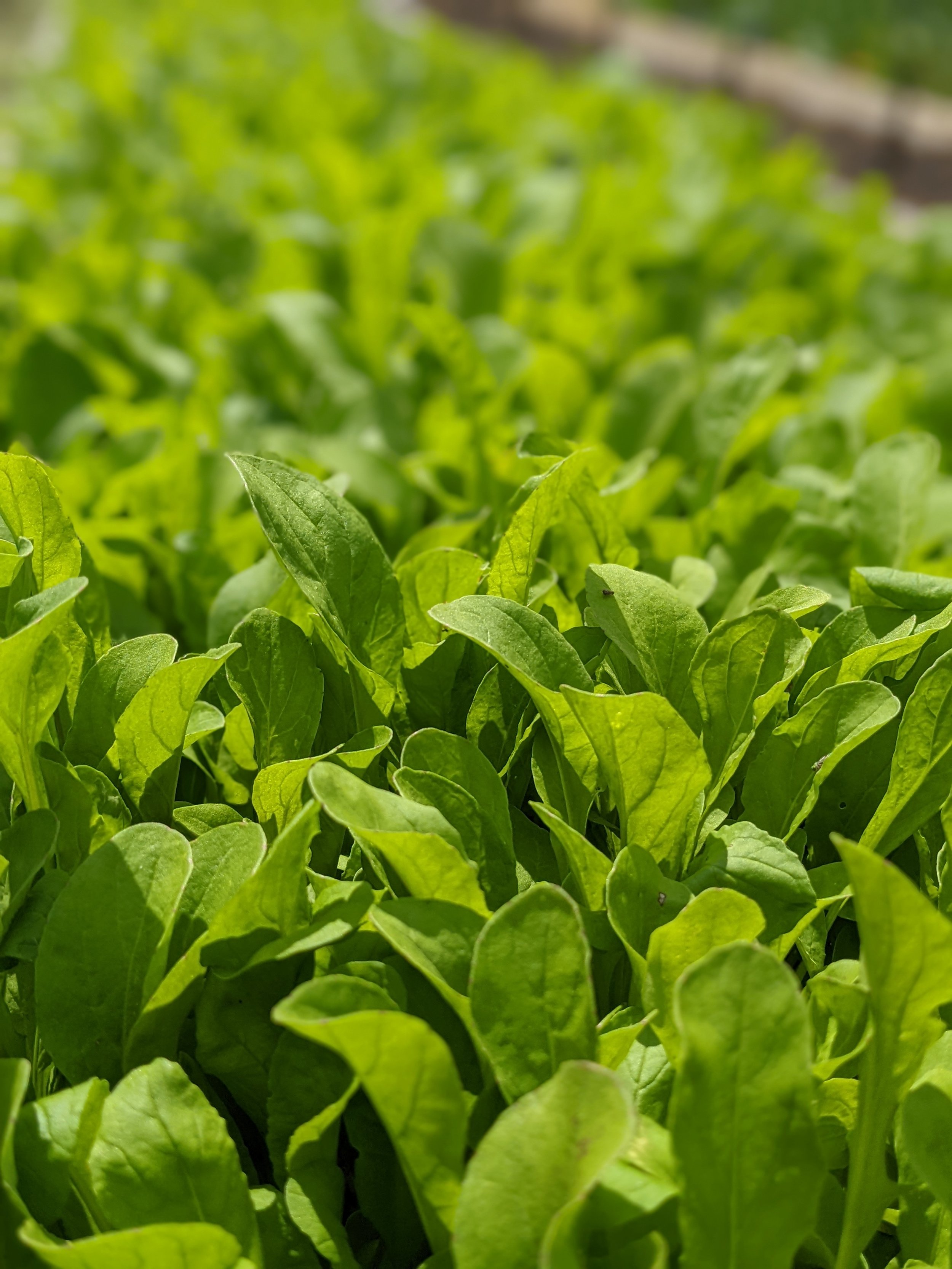 Arugula.jpg