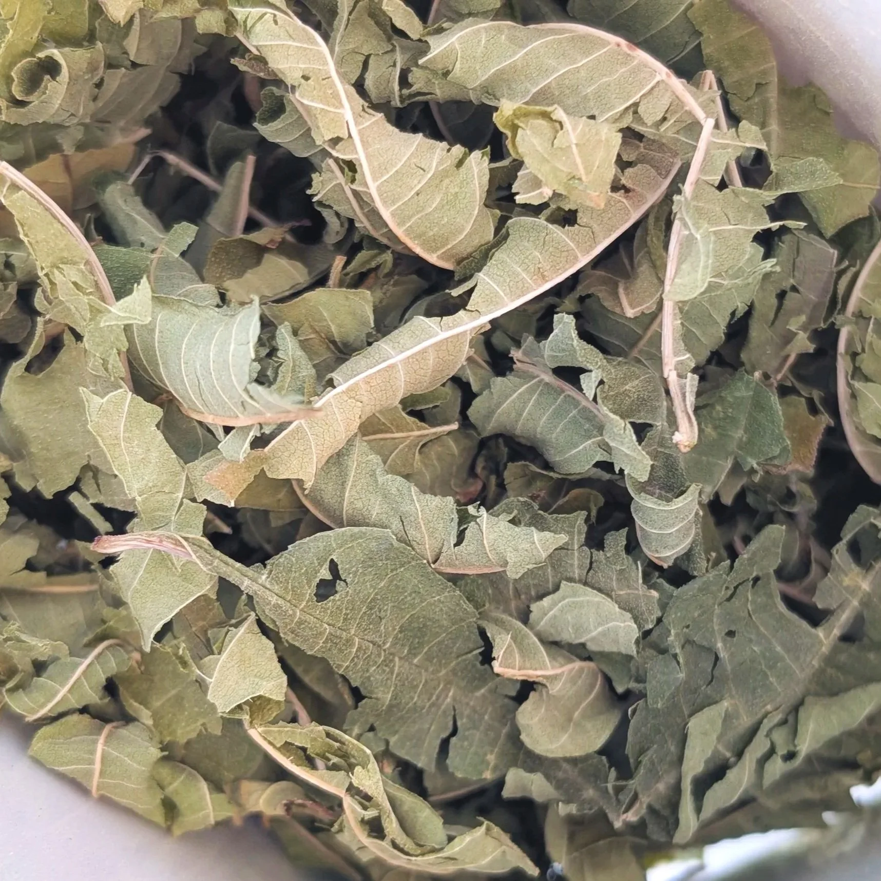 dried+lemon+verbena+herb.jpg
