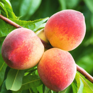 peach-august%2Blady.png