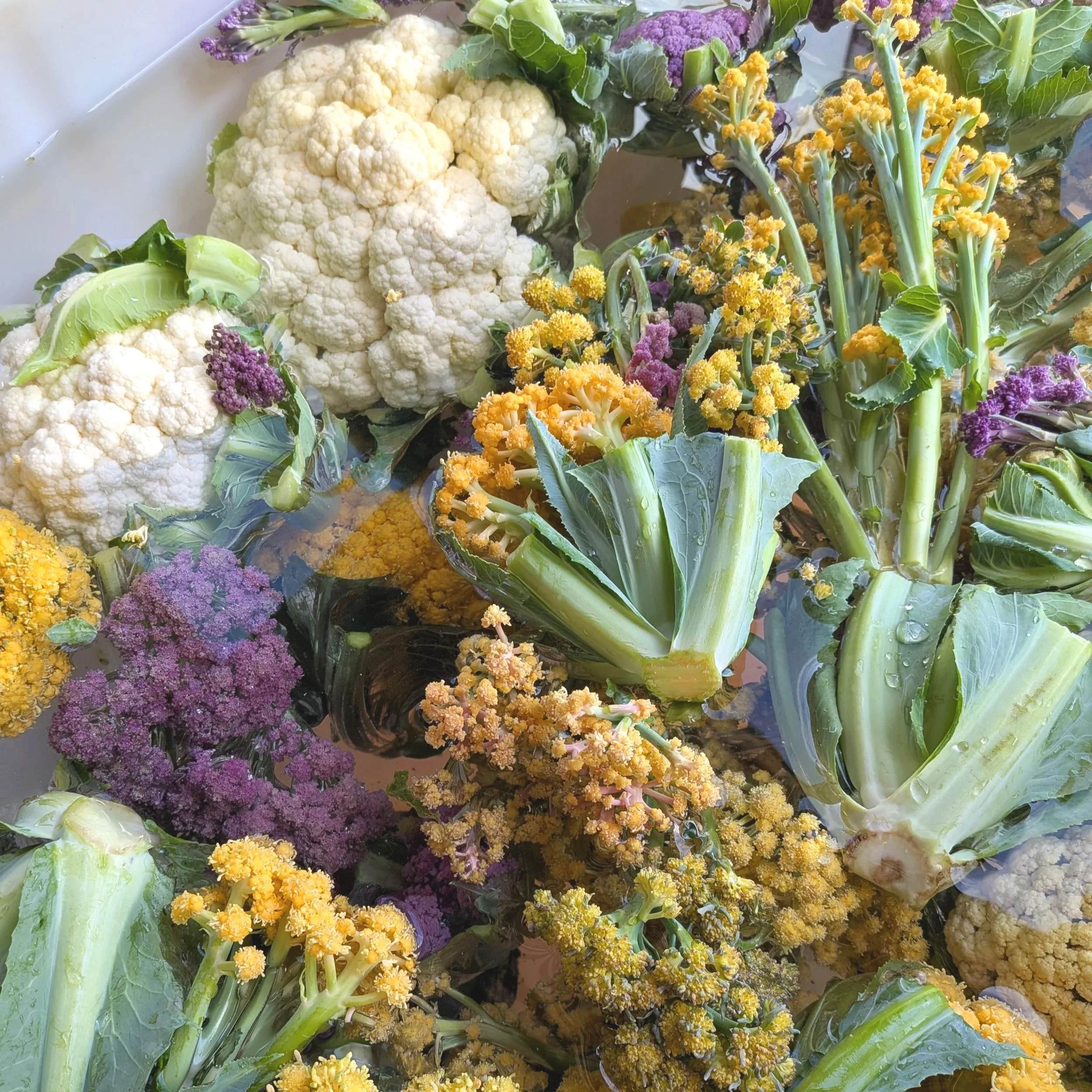 cauliflower+multi+2.jpg
