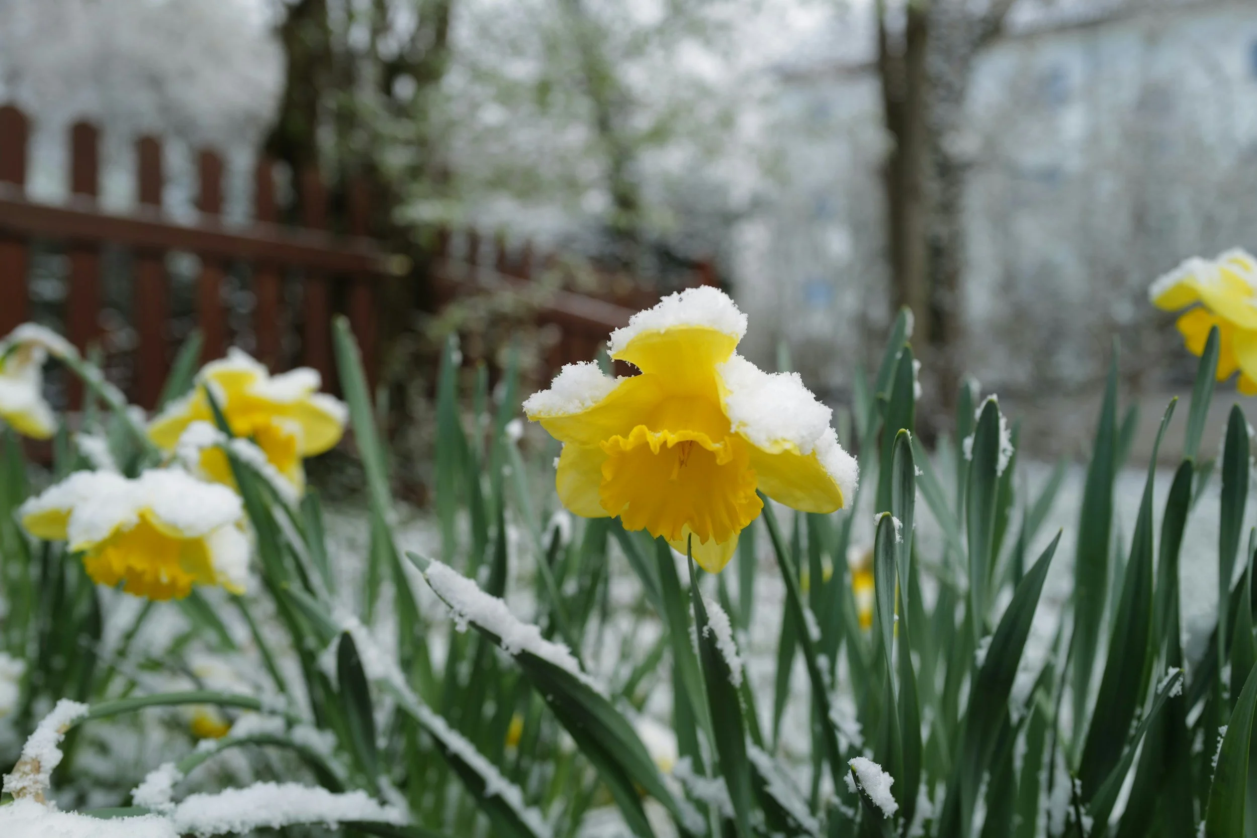 Top Winter-Color Plants for Chattanooga, Tennessee