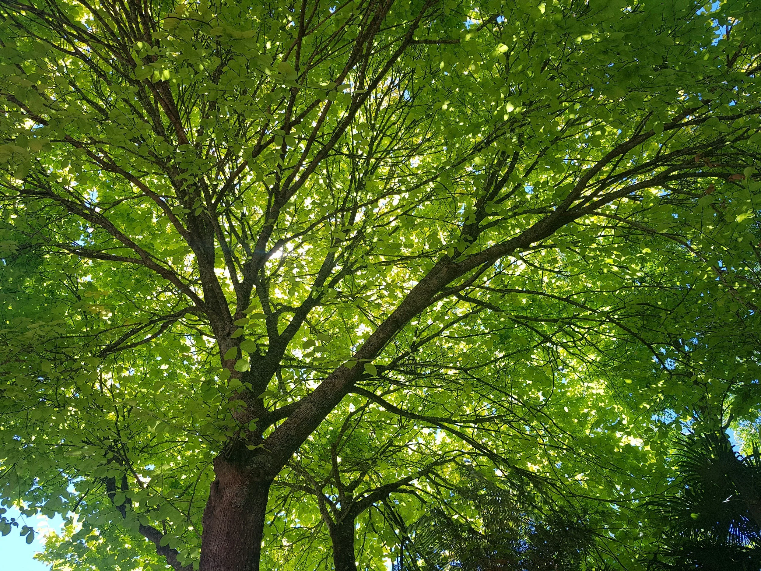 Why Trees Matter for Chattanooga Homes