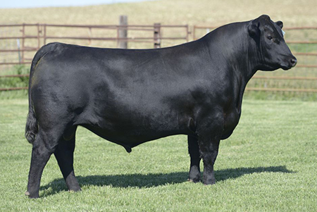 7AN455_Rancher_Medium.jpg