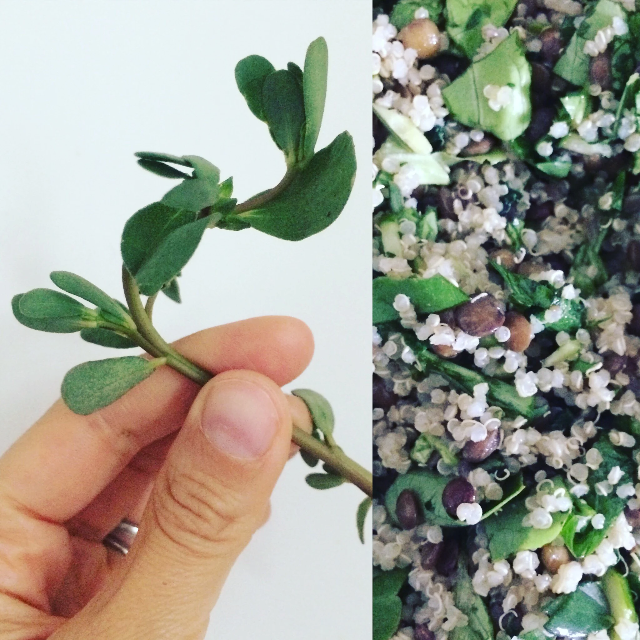 boston_herbalist_purslane.jpg