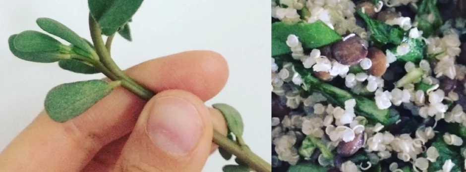 Edible Weeds: Purslane
