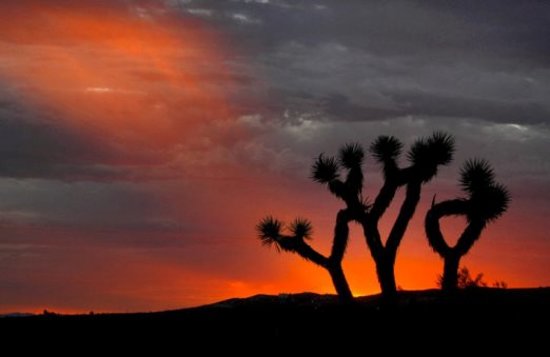 joshua-tree-at-sunset.jpg