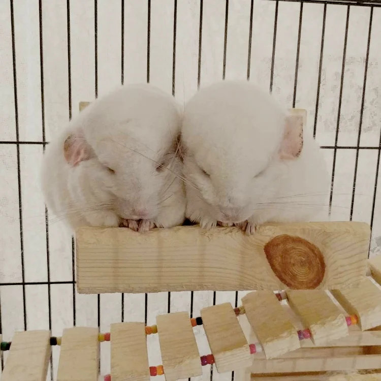Peekaboo and Hichew napping in their Square Loft.