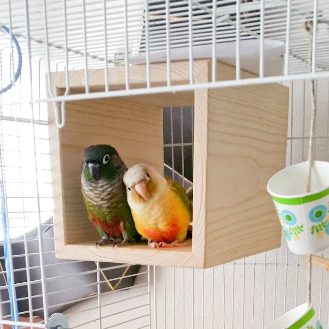 Charlee and Charlotte spending time together in their Hanging Square Tunnel.