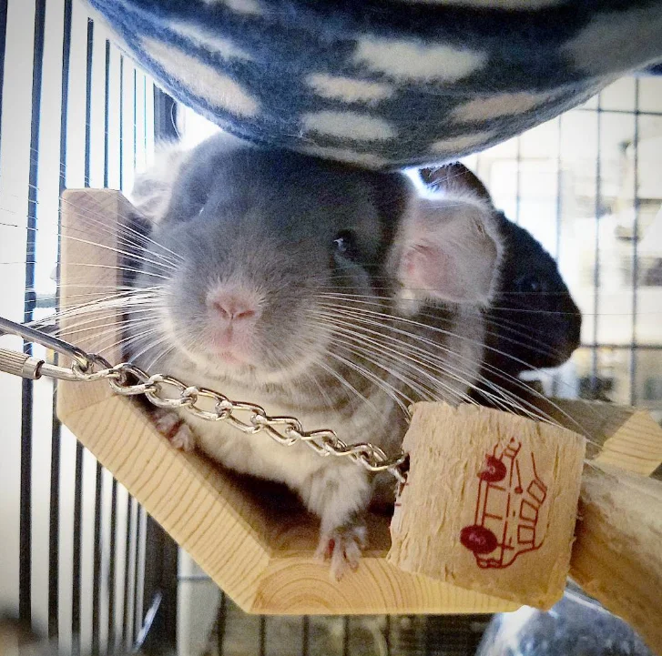 Kits sharing their Octagonal Loft at Chinchilla Chateau.