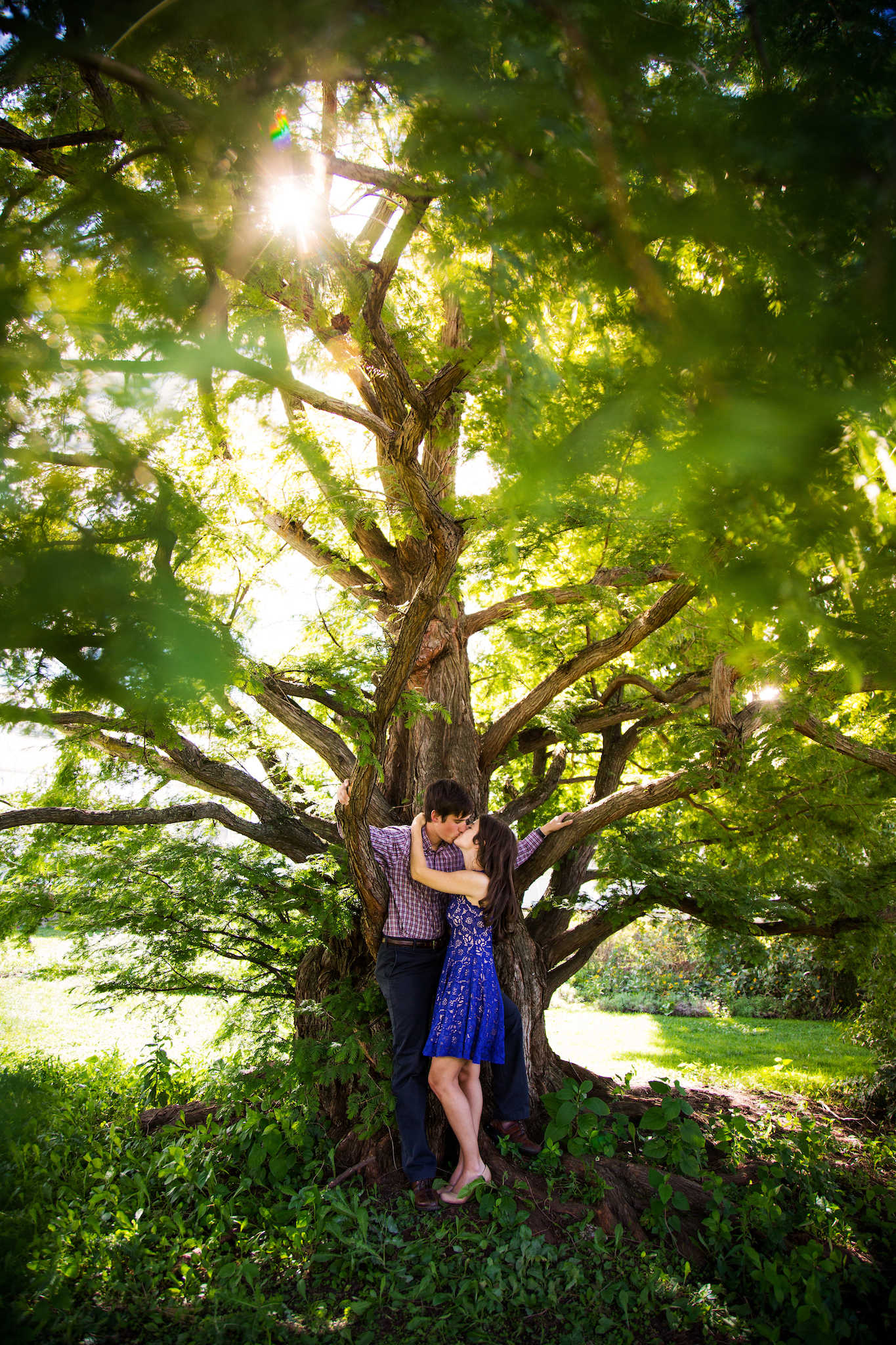 phipps conservatory tree engagement