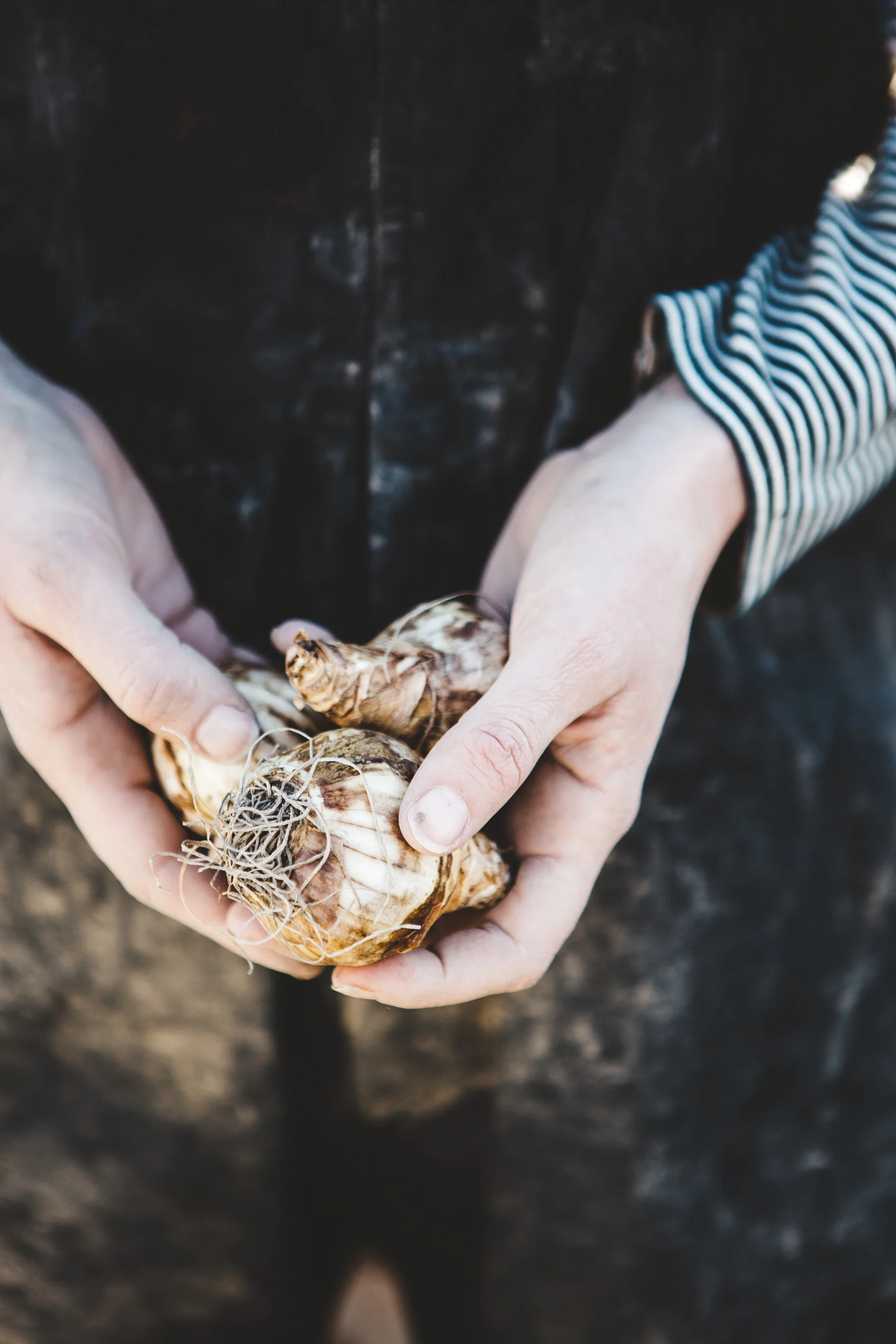 CherylJuettenPhoto-Nightwood-CrabFestVibrantValleyStills-2819-6x9.jpg