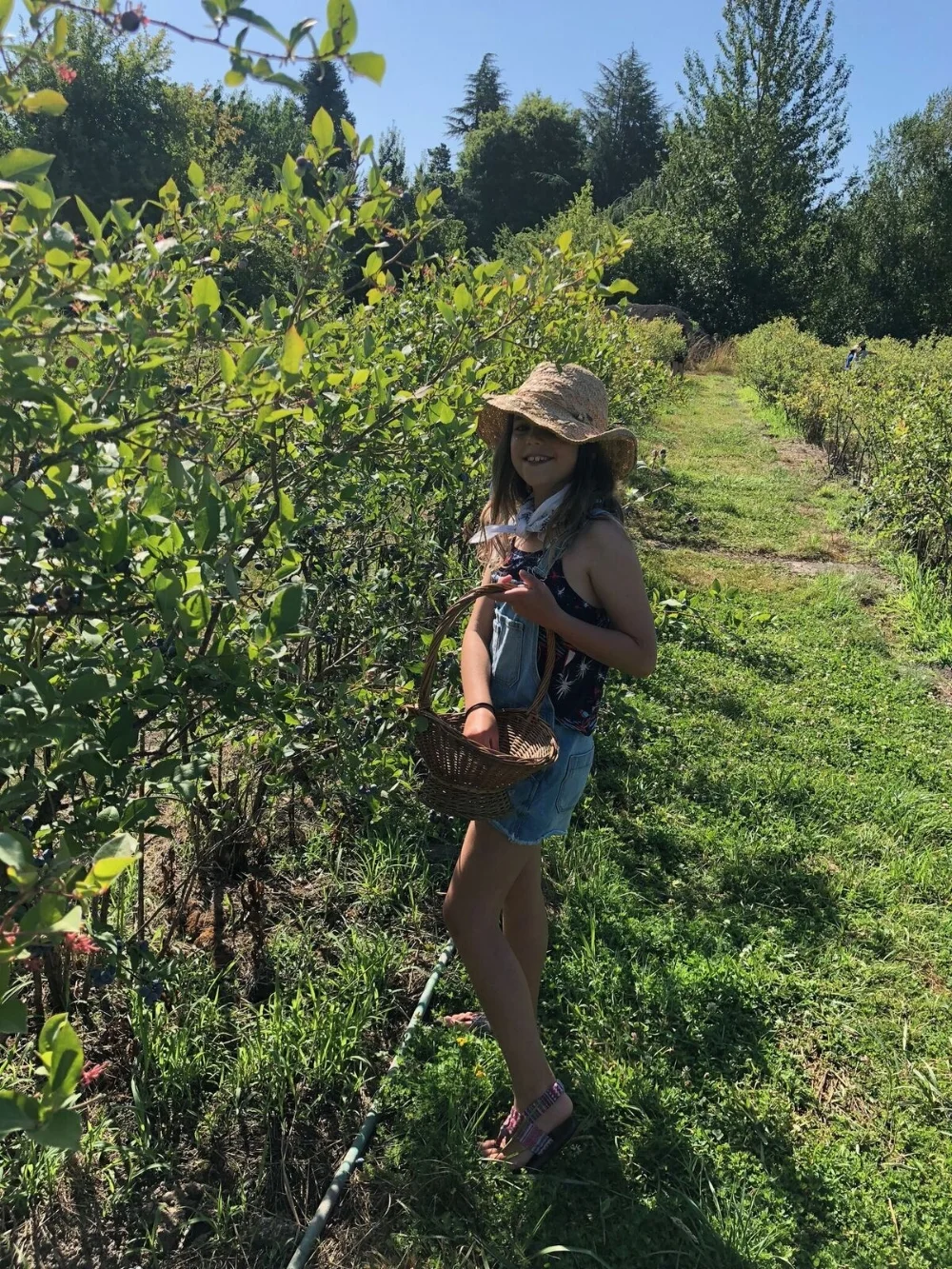 Croft Farm-blueberry picking.jpg