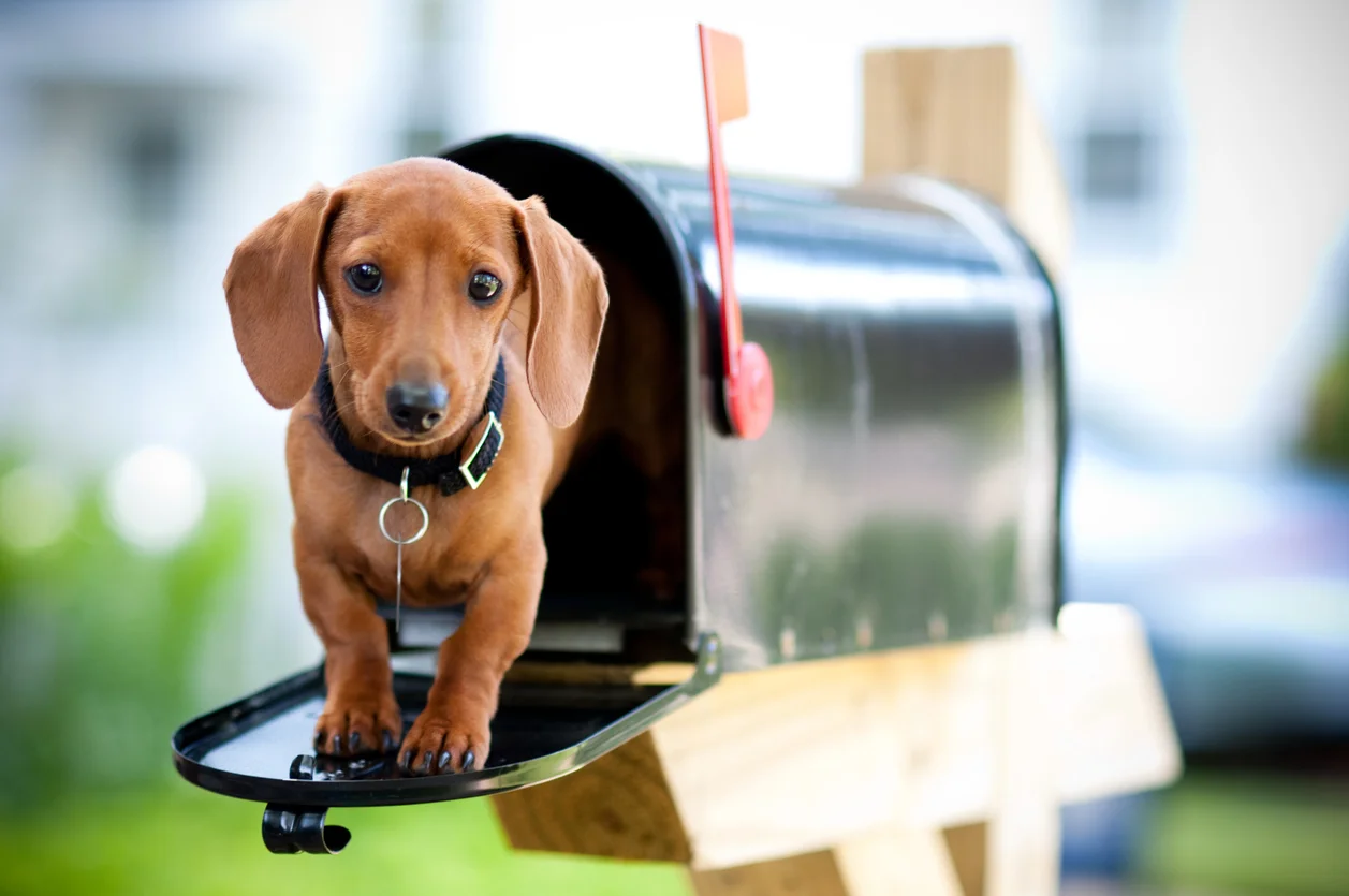 iStock-Purchased Puppy in Mailbox 173950403.jpg