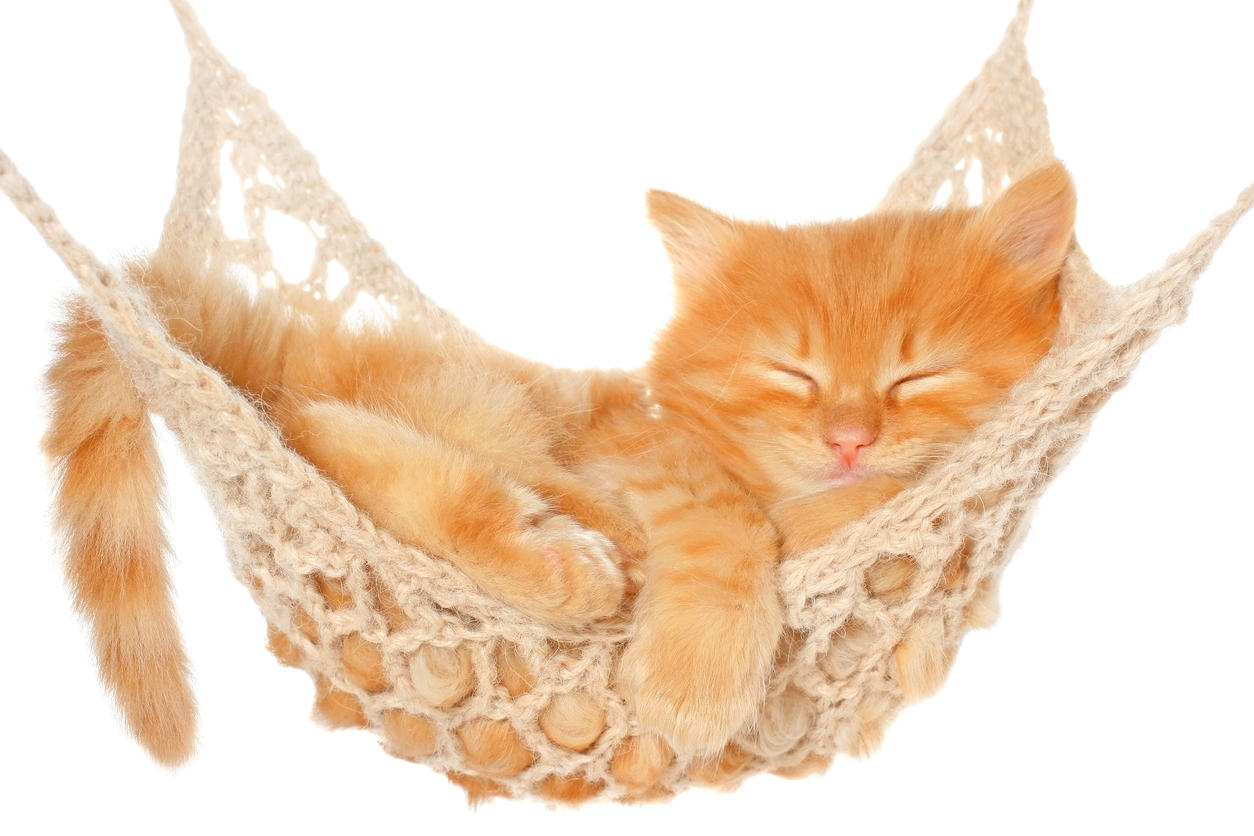 iStock-Purchased Cat in Hammock 178763706.jpg