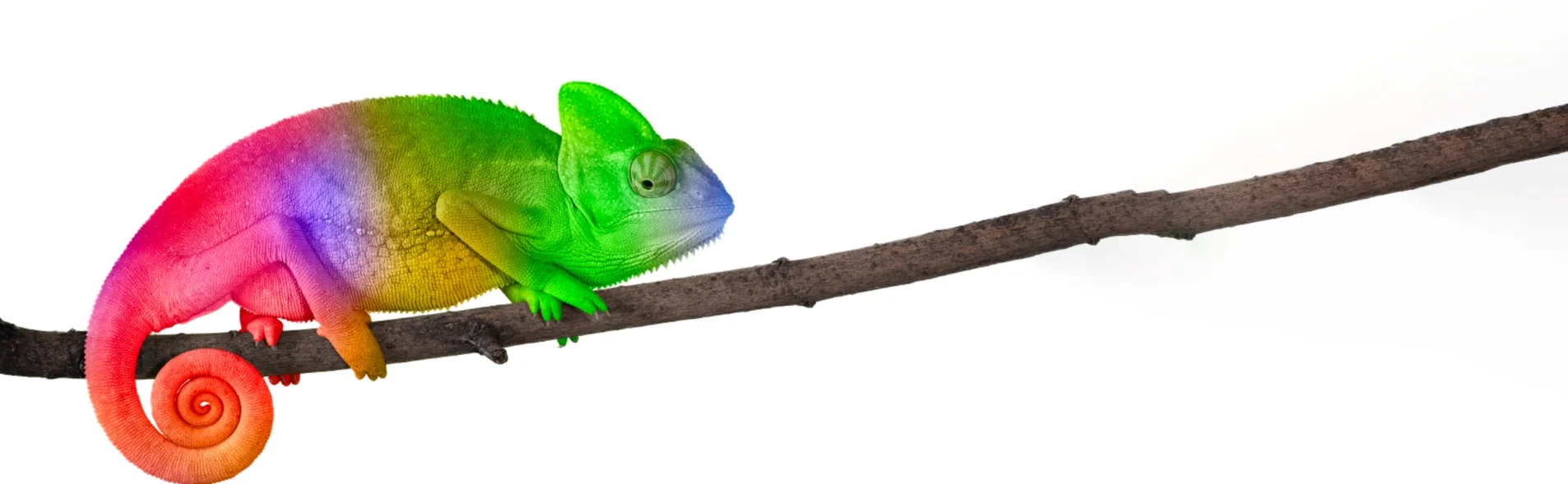 Cameleon+extended+branch+cropped.jpg