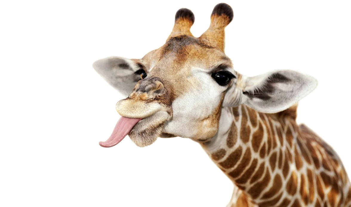 iStock-Purchased+Giraffe+482394965.jpg