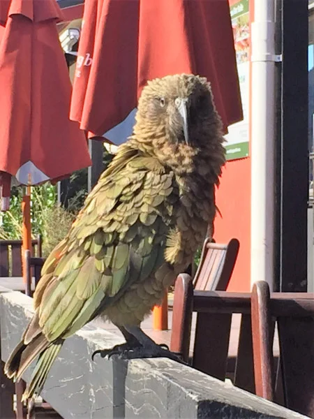 Kea Bird
