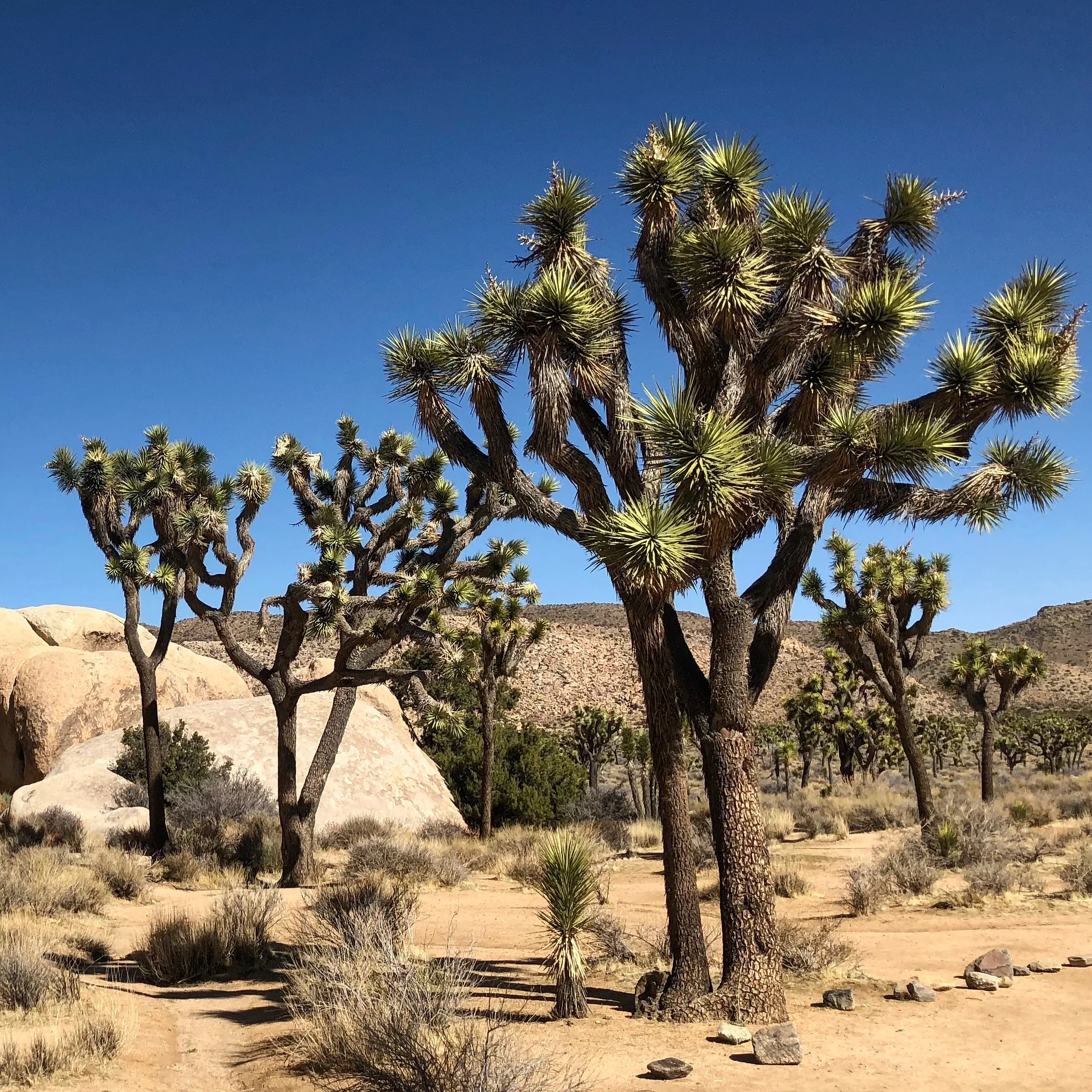 5 Day Itinerary for LA and Palm Springs