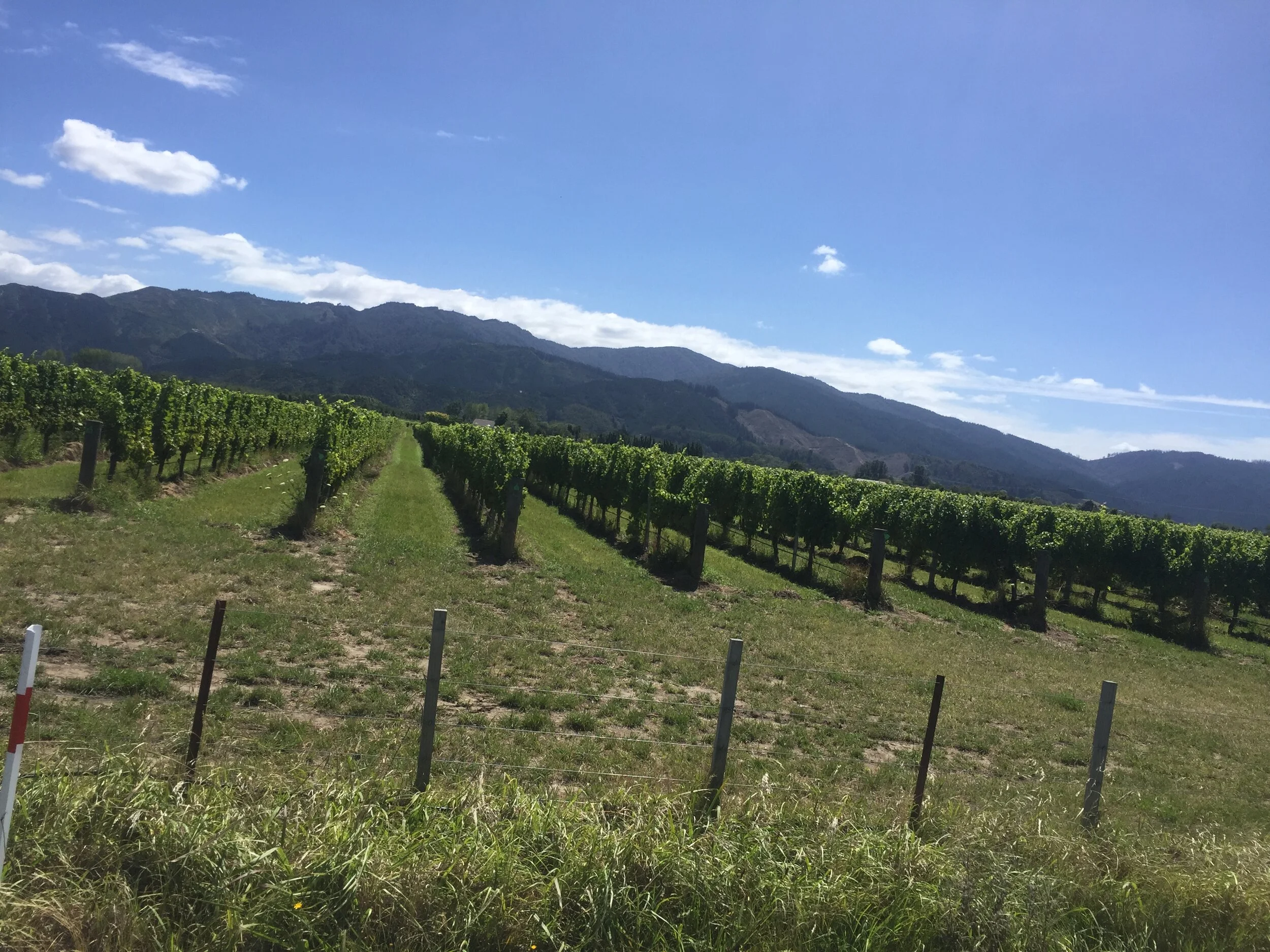 Welcome to the South Island: Blenheim, Abel Tasman and Nelson