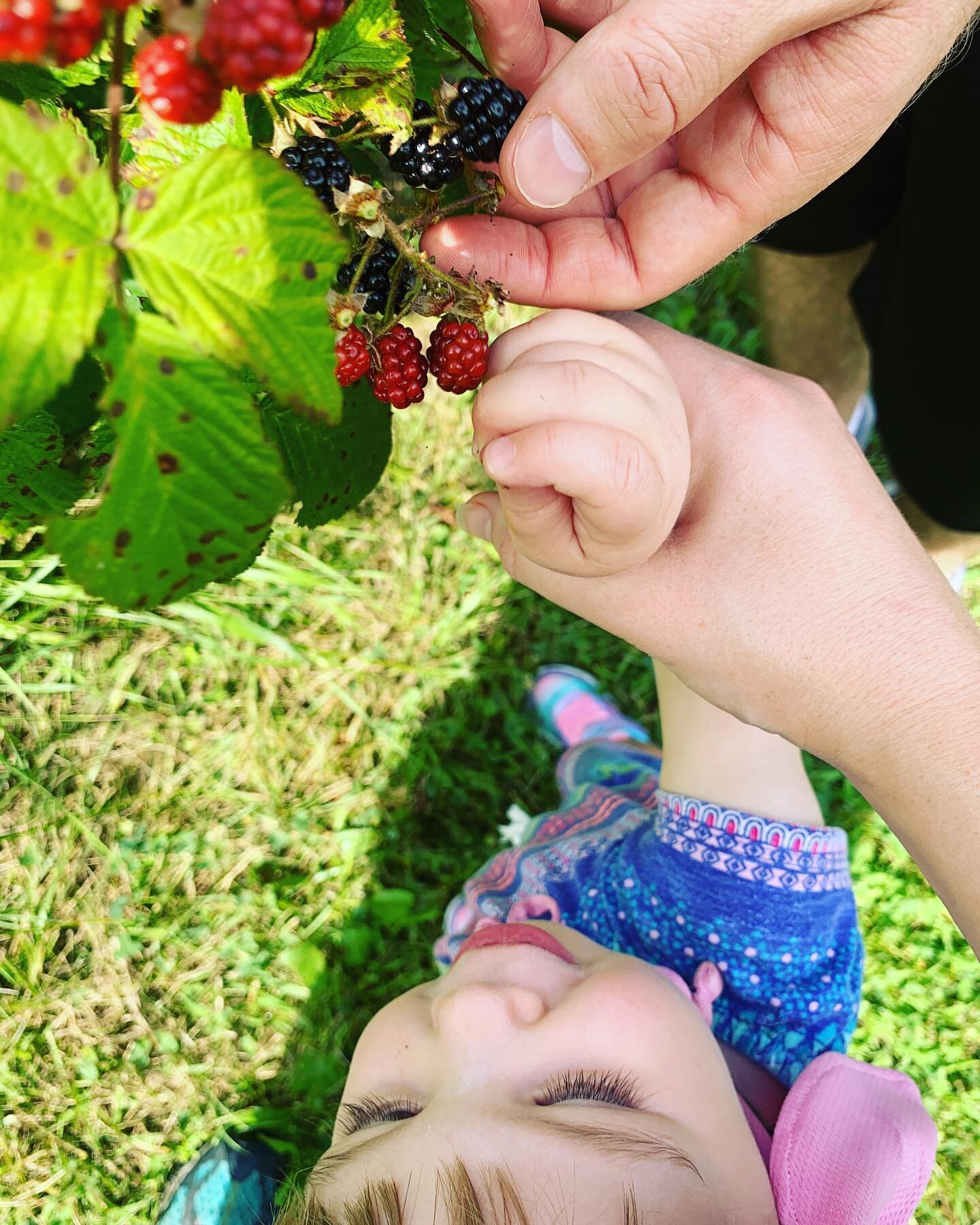 This weekend it&rsquo;s a high of 7 in Chicago, anyone else dreaming of summer temperatures and berry picking right now? Even in the middle of winter, Callie loves reading &ldquo;Blueberries for Sal&rdquo;! Any other favorite berry picking books?!