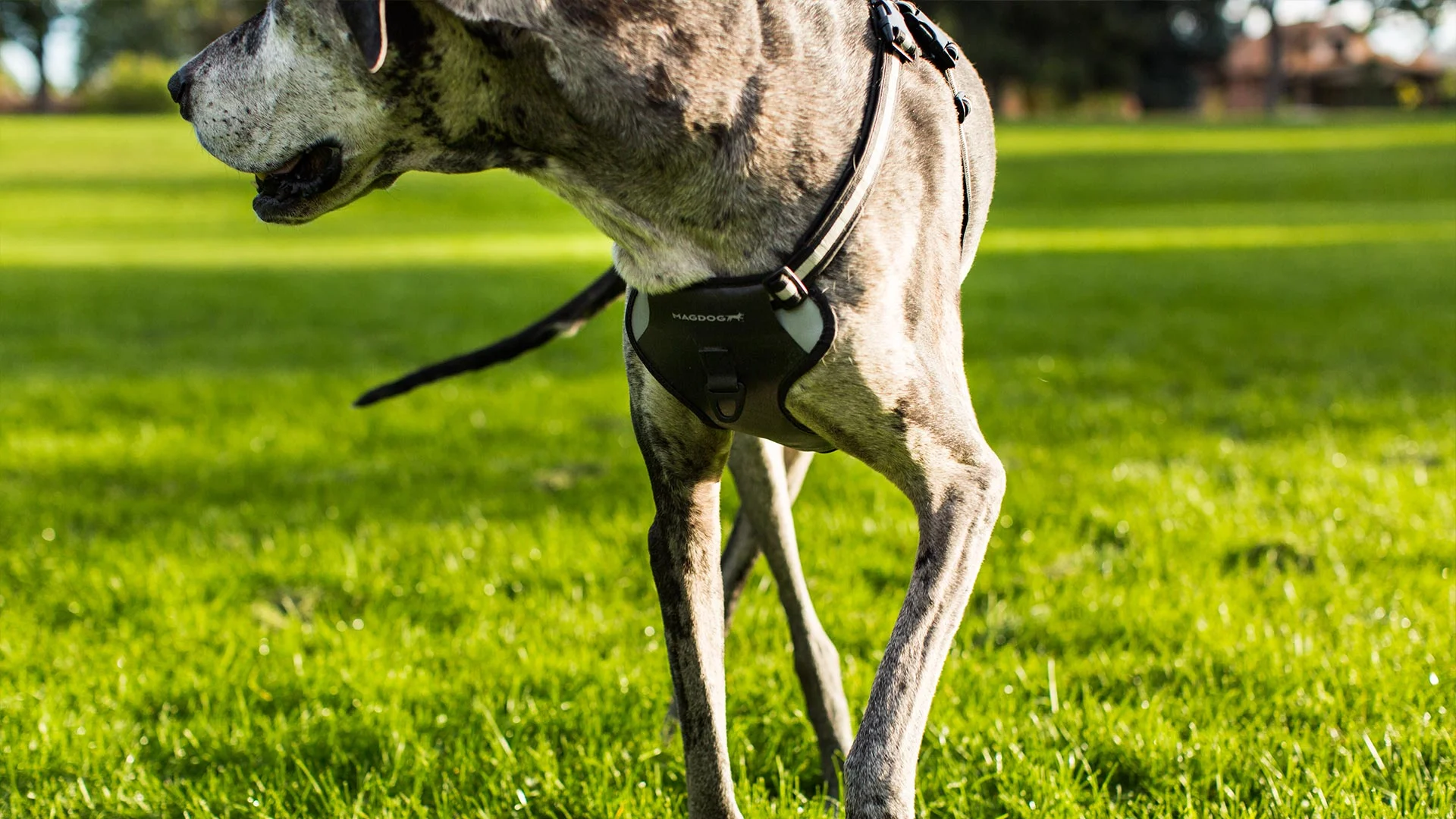 magdog_logo5.jpg