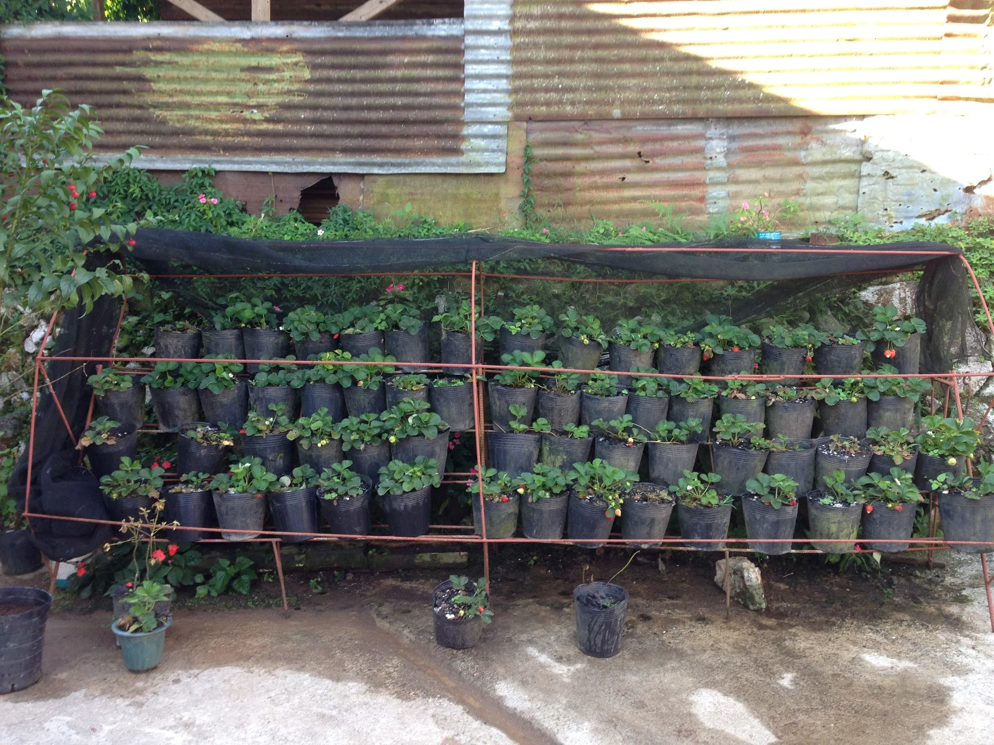 The strawberries grown at Strawberry Cafe
